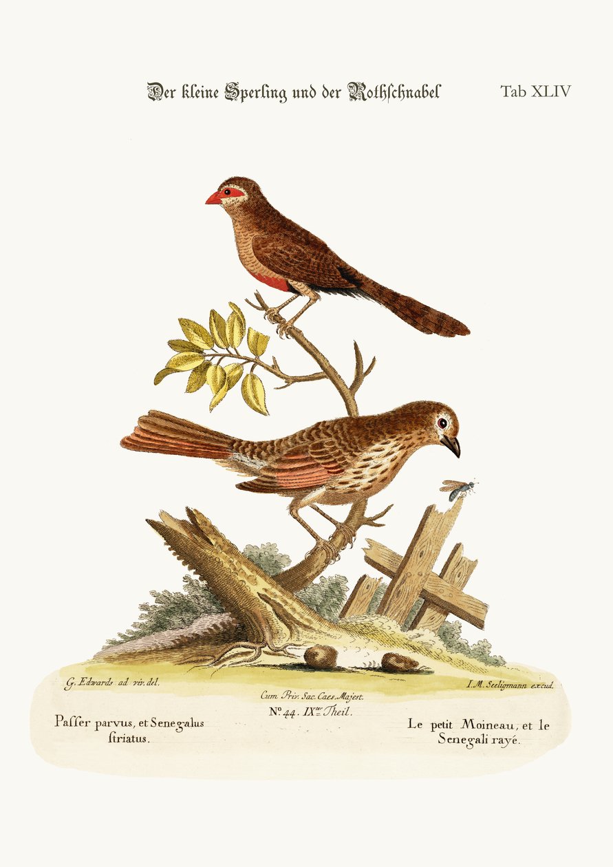 Le Petit Moineau et le Bec-de-Cire, 1749-73 - George Edwards
