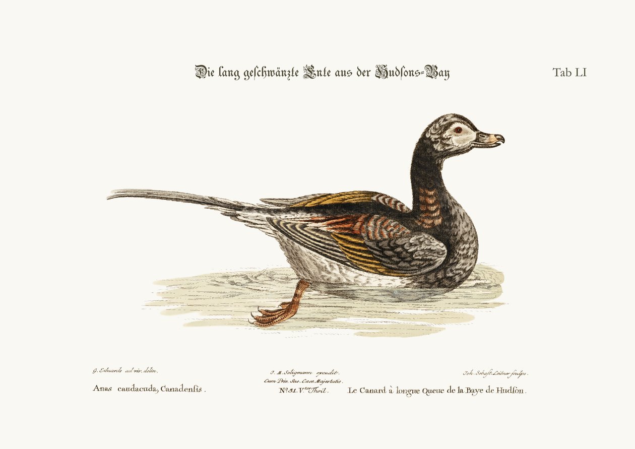 Le canard à longue queue de la baie d