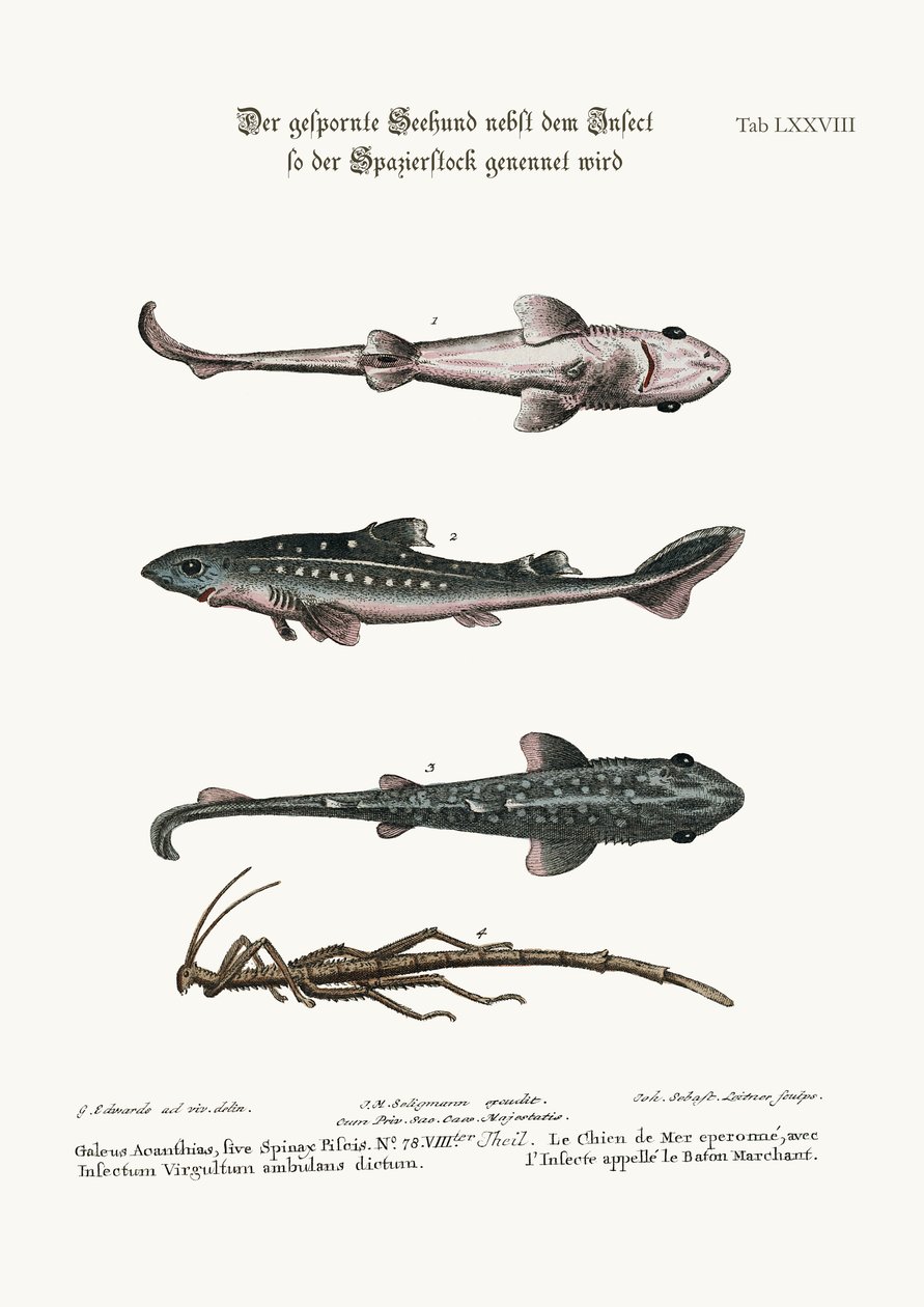 Le chien épineux ou poisson-chien, avec un insecte appelé le bâton de marche, 1749-73 - George Edwards
