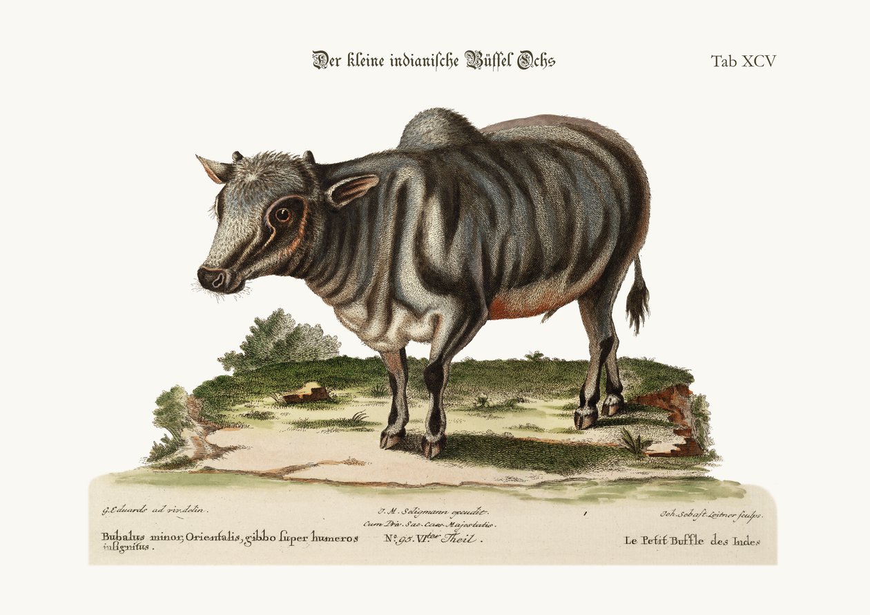 Le petit buffle indien, 1749-73 - George Edwards