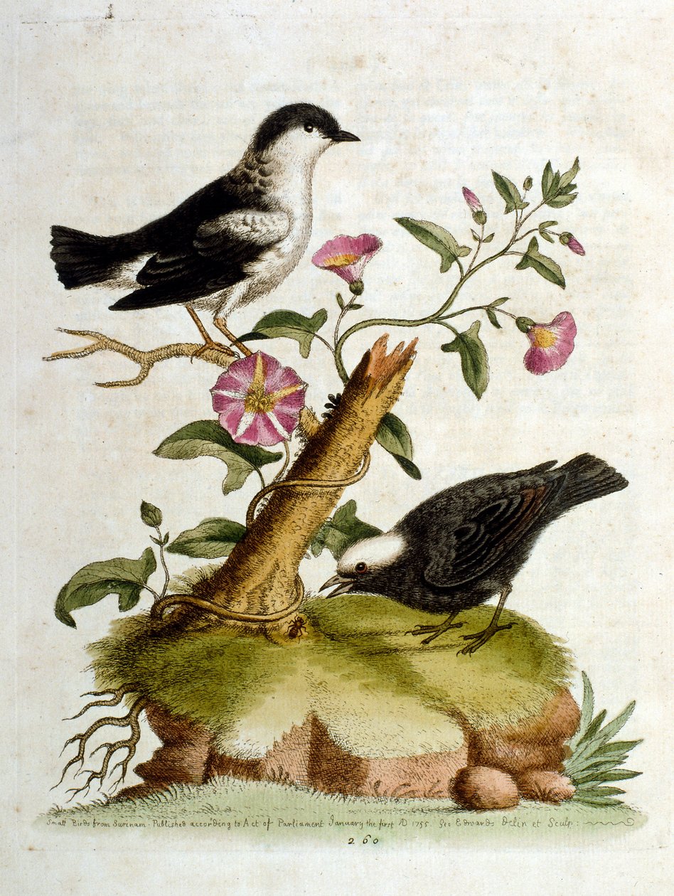 Illustration à l