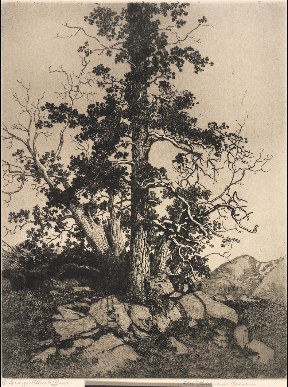Vieux pin et cèdre - George Elbert Burr