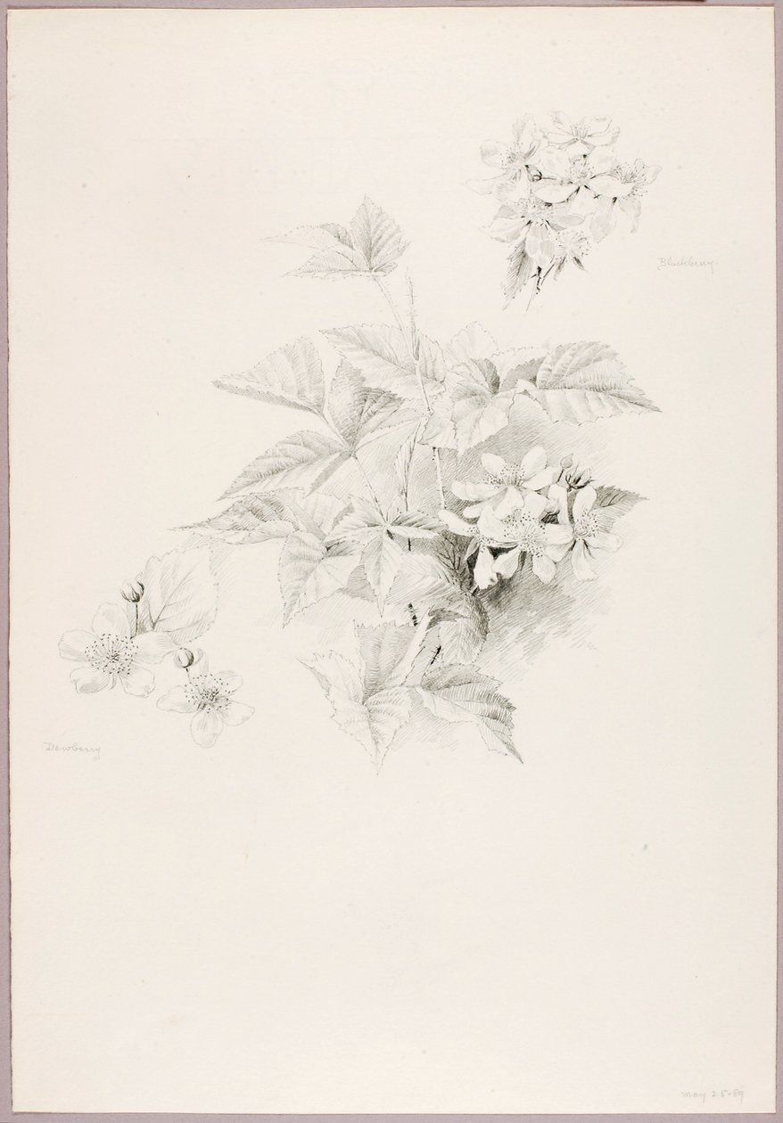 Sans titre (fraises et mûres) - George Elbert Burr