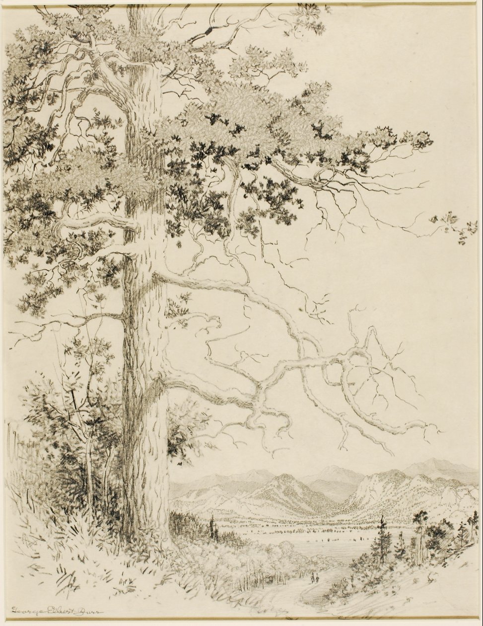 Sans titre (dessin de transfert pour Old Pine, Estes Park) - George Elbert Burr