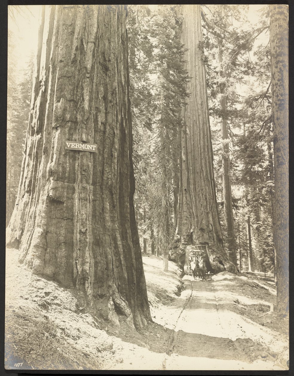 Conduite à travers le Wawona, Mariposa Grove. Diamètre 24 ft. - George Fiske