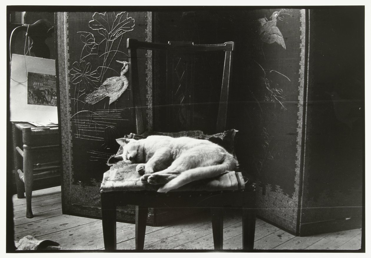Chat sur une chaise dans l