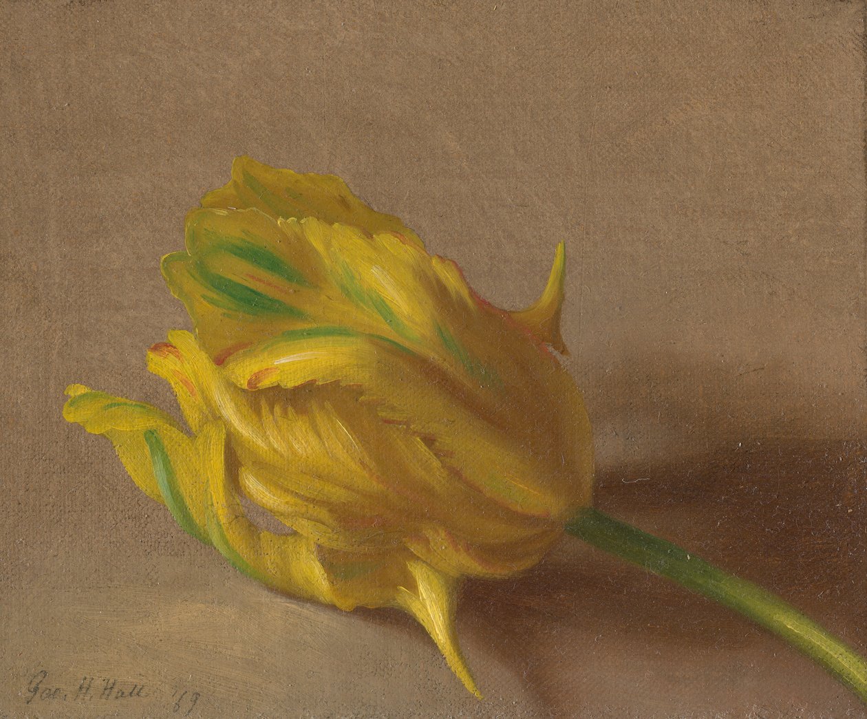 Tulipe - George Henry Hall