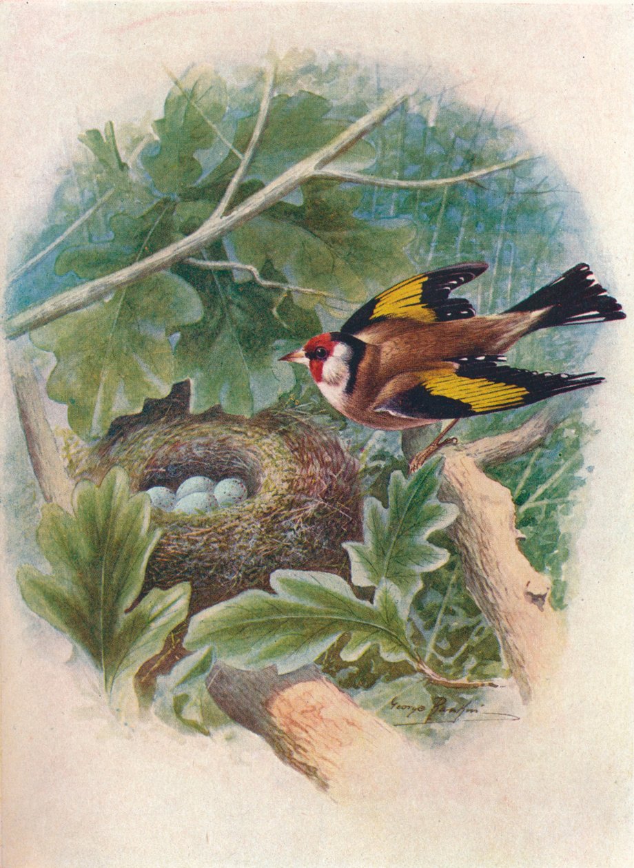 Chardonneret élégant - Carduelis elegans, vers 1910 - George James Rankin