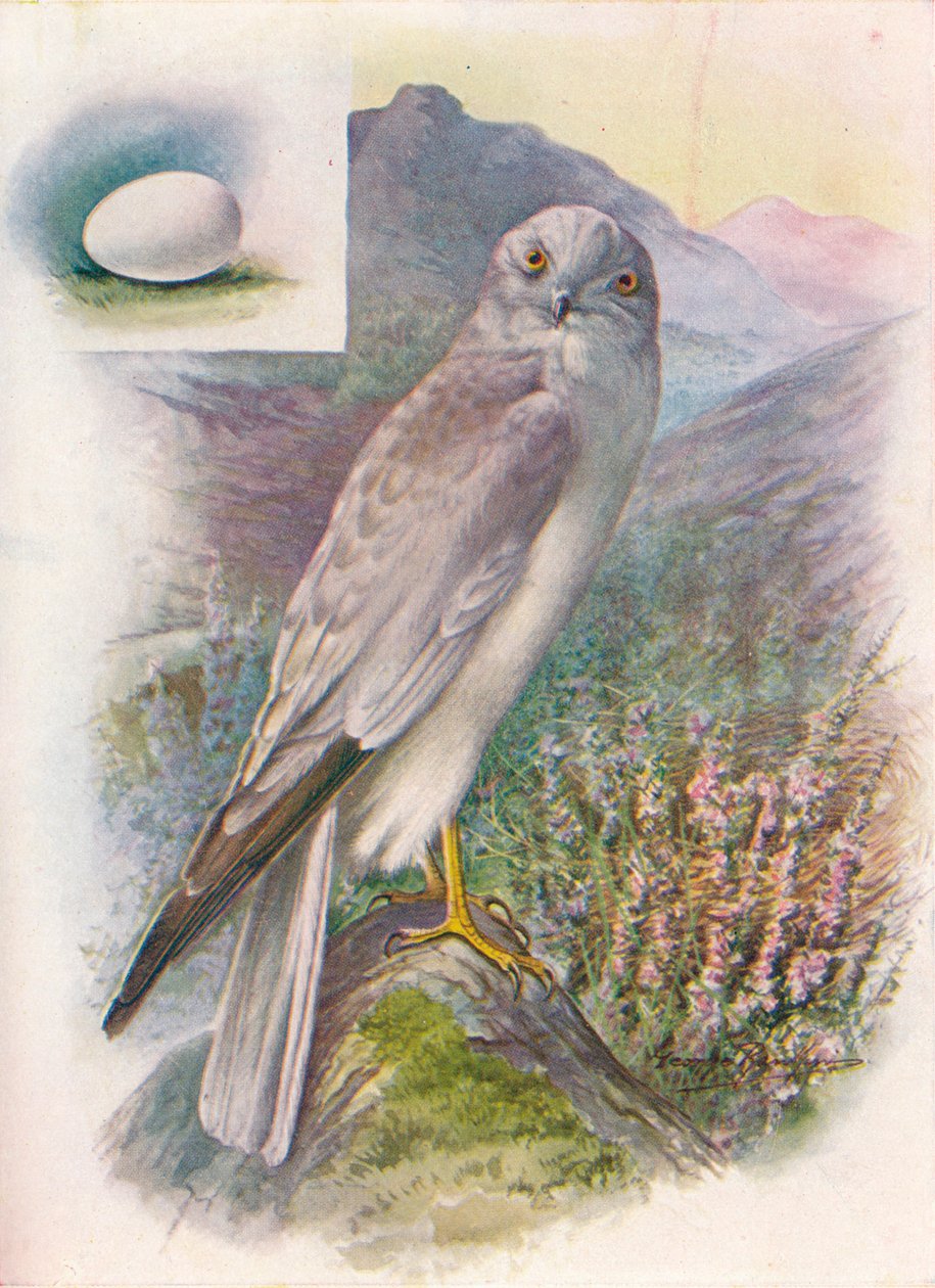 Busard Saint-Martin - Circus cyaneus, vers 1910 - George James Rankin