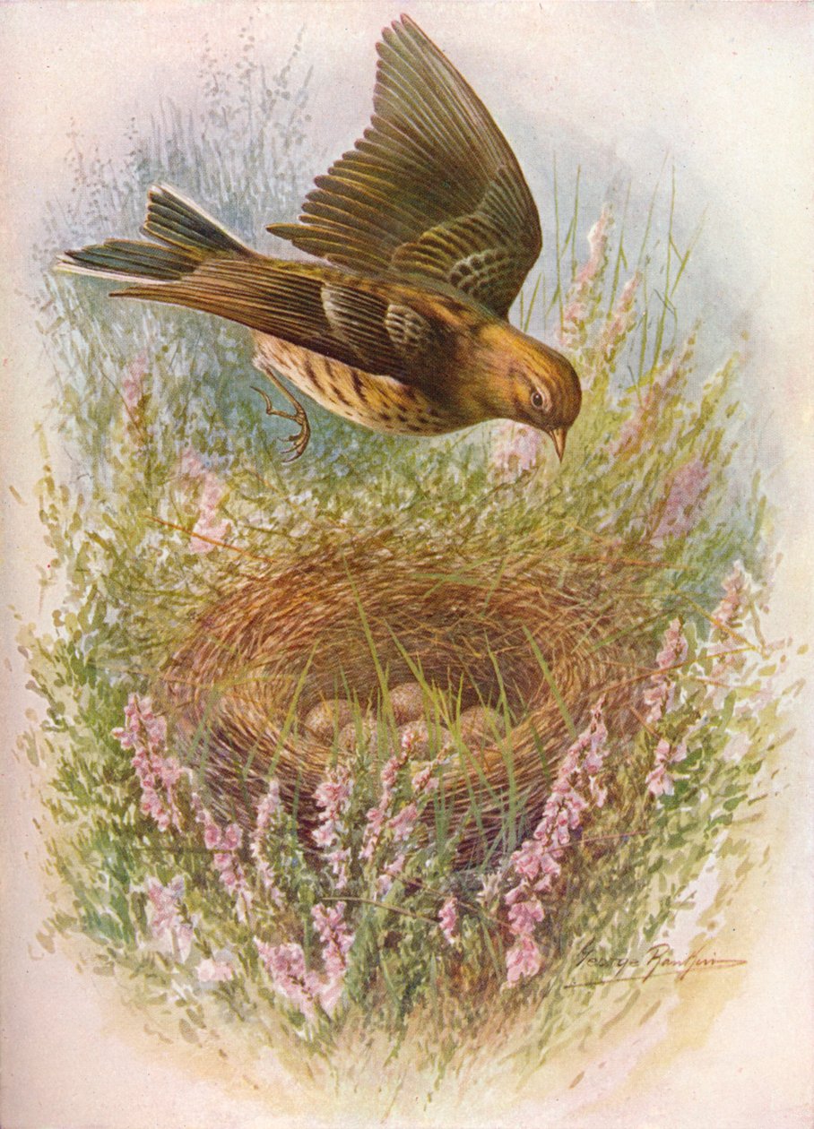 Pipit des prés ou Titlark - Anthus pratensis, vers 1910 - George James Rankin