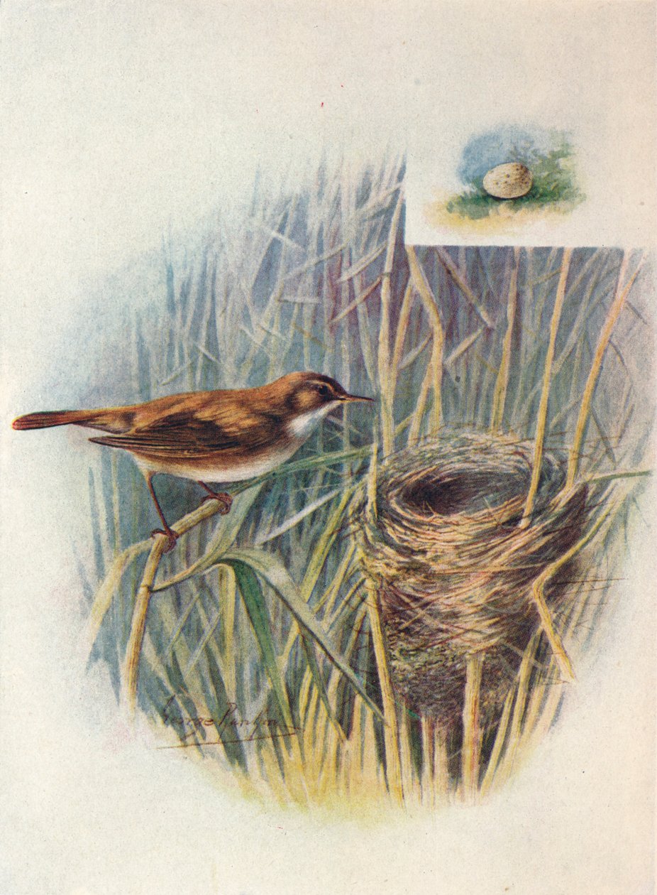 Rousserolle effarvatte - Acrocephalus streperus - George James Rankin