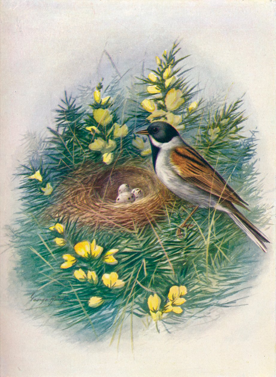 Bruant des roseaux - Embriza schoeniclus - George James Rankin