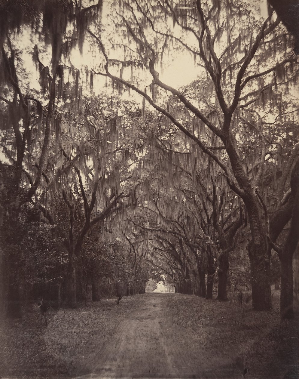 Cimetière de Bonaventure, à quatre miles de Savannah - George N. Barnard