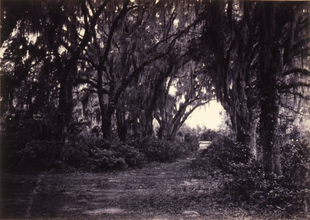 Bonaventure, Savannah, Géorgie - George N. Barnard
