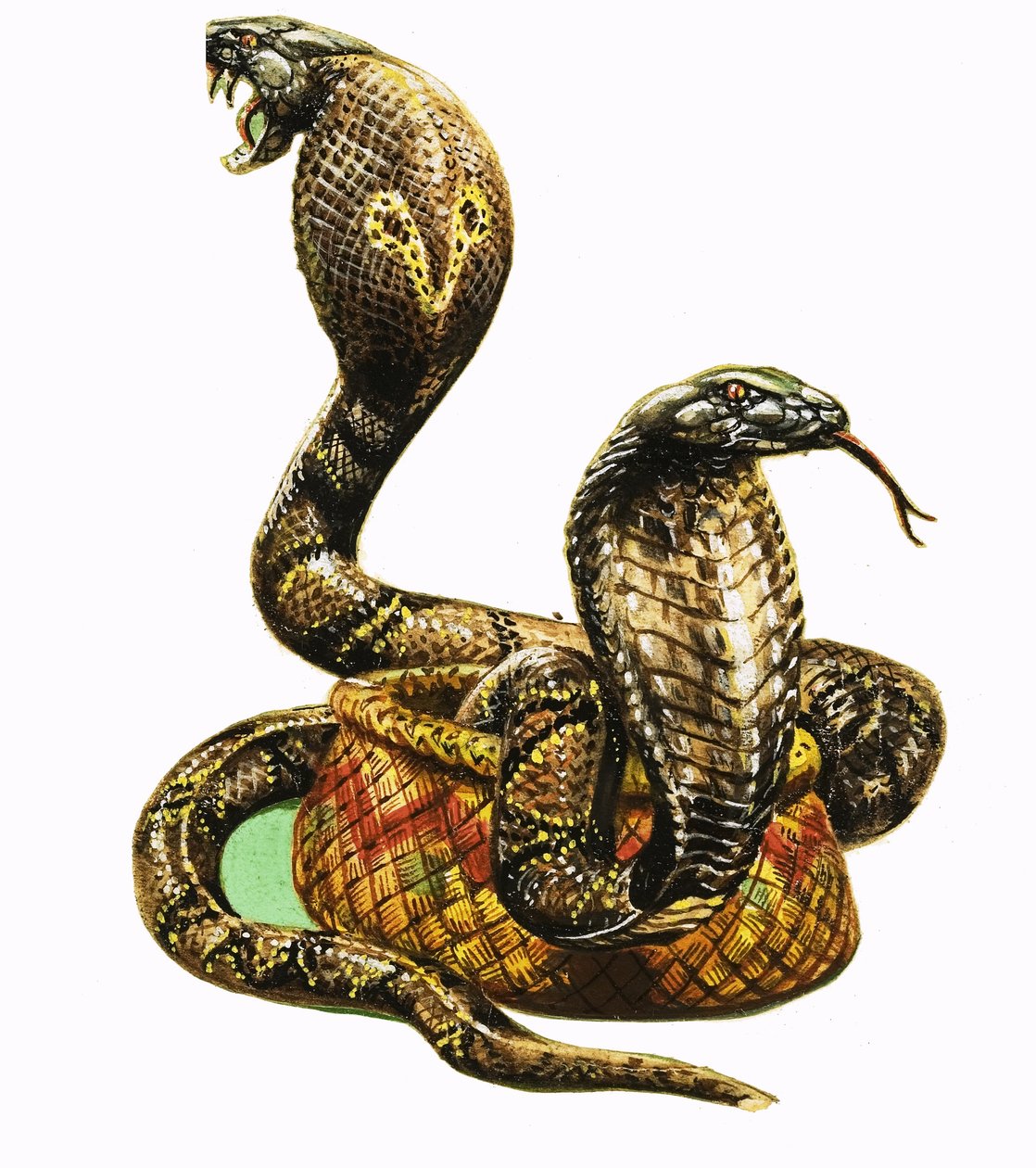 Les cobras royaux - George R. Radcliffe