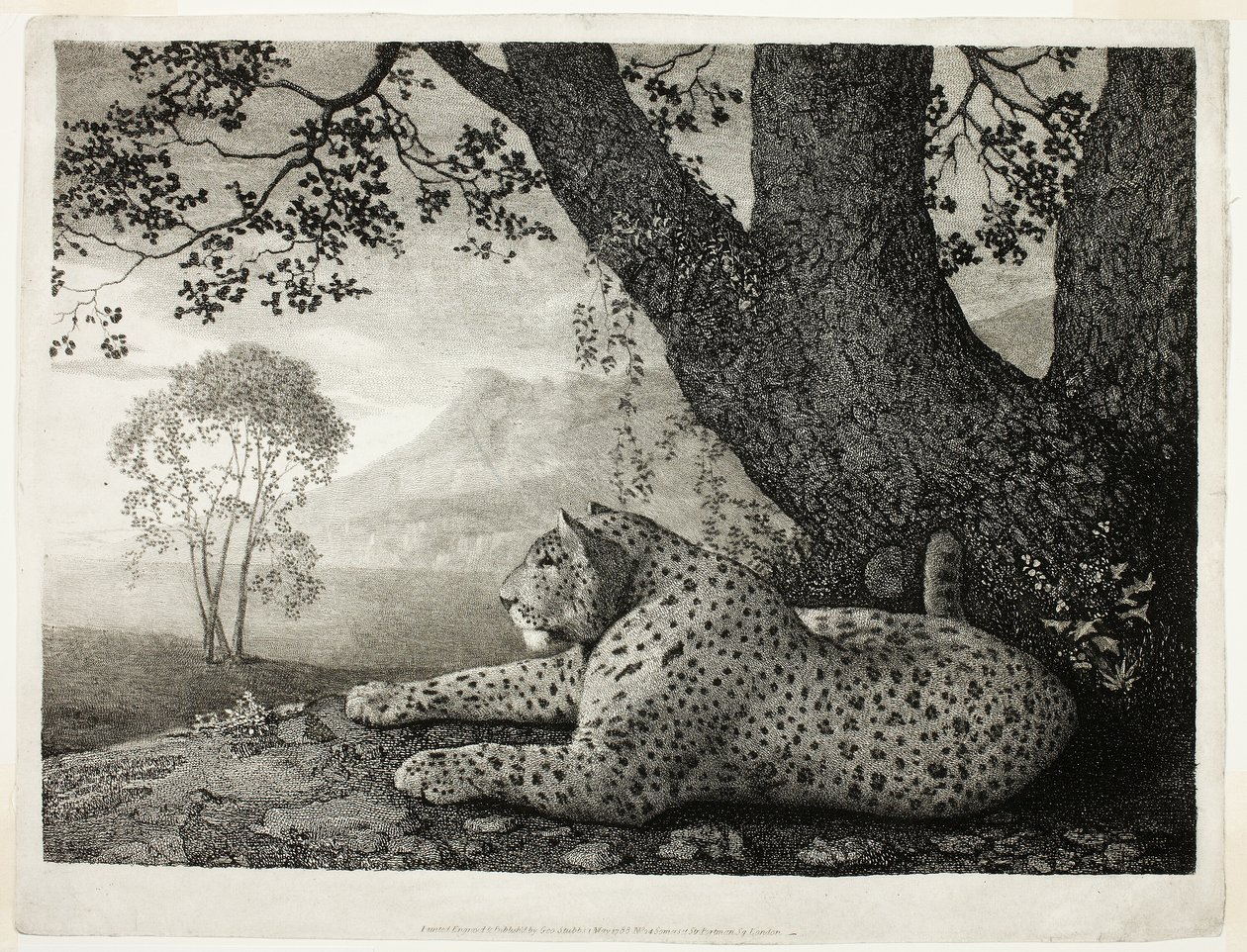 Un tigre (Un léopard couché près d