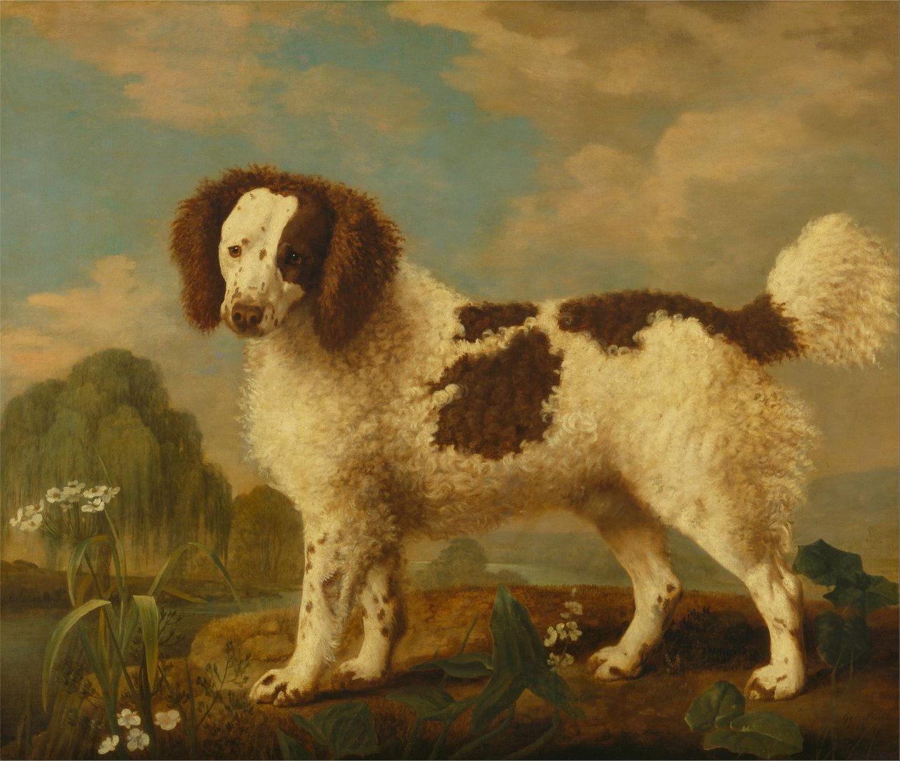 Epagneul de Norfolk ou épagneul d