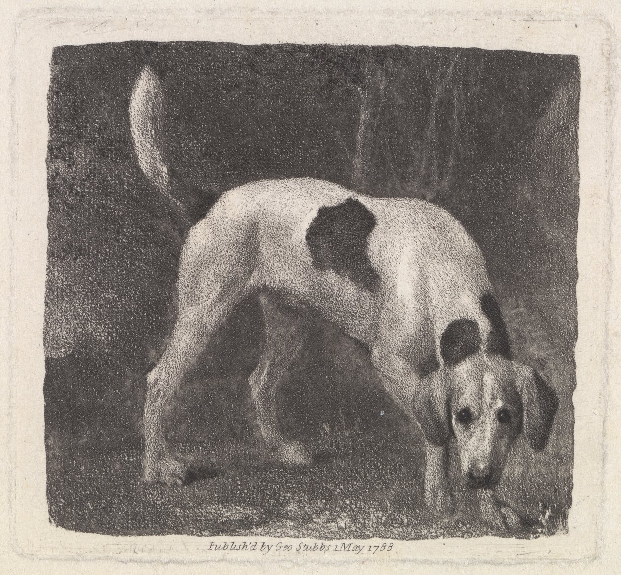 Chien [Un foxhound sur la piste] - George Stubbs