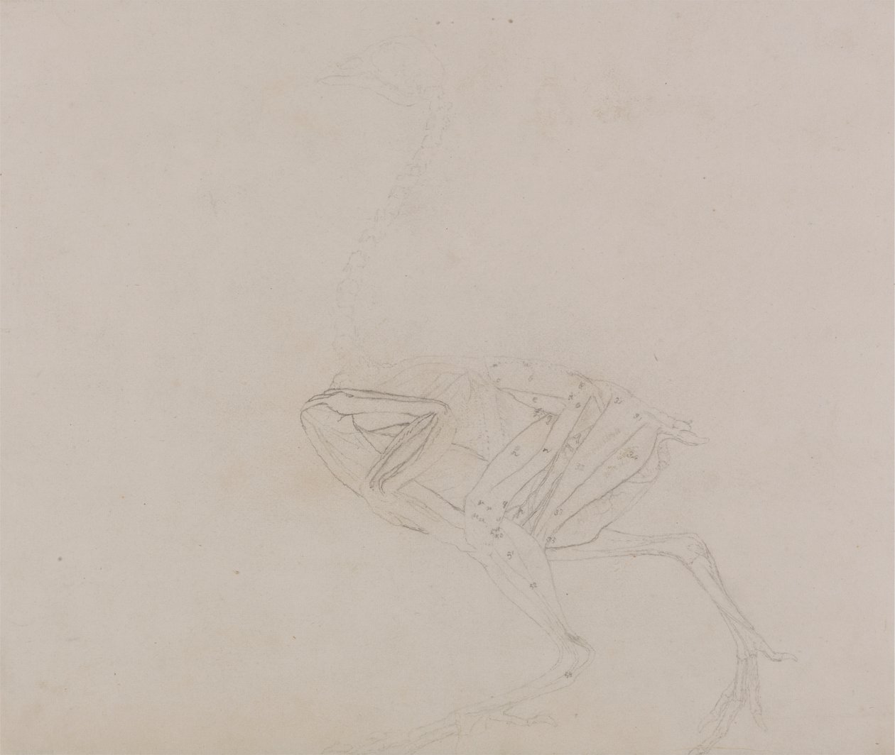 Corps de poule de Dorking, vue latérale - George Stubbs