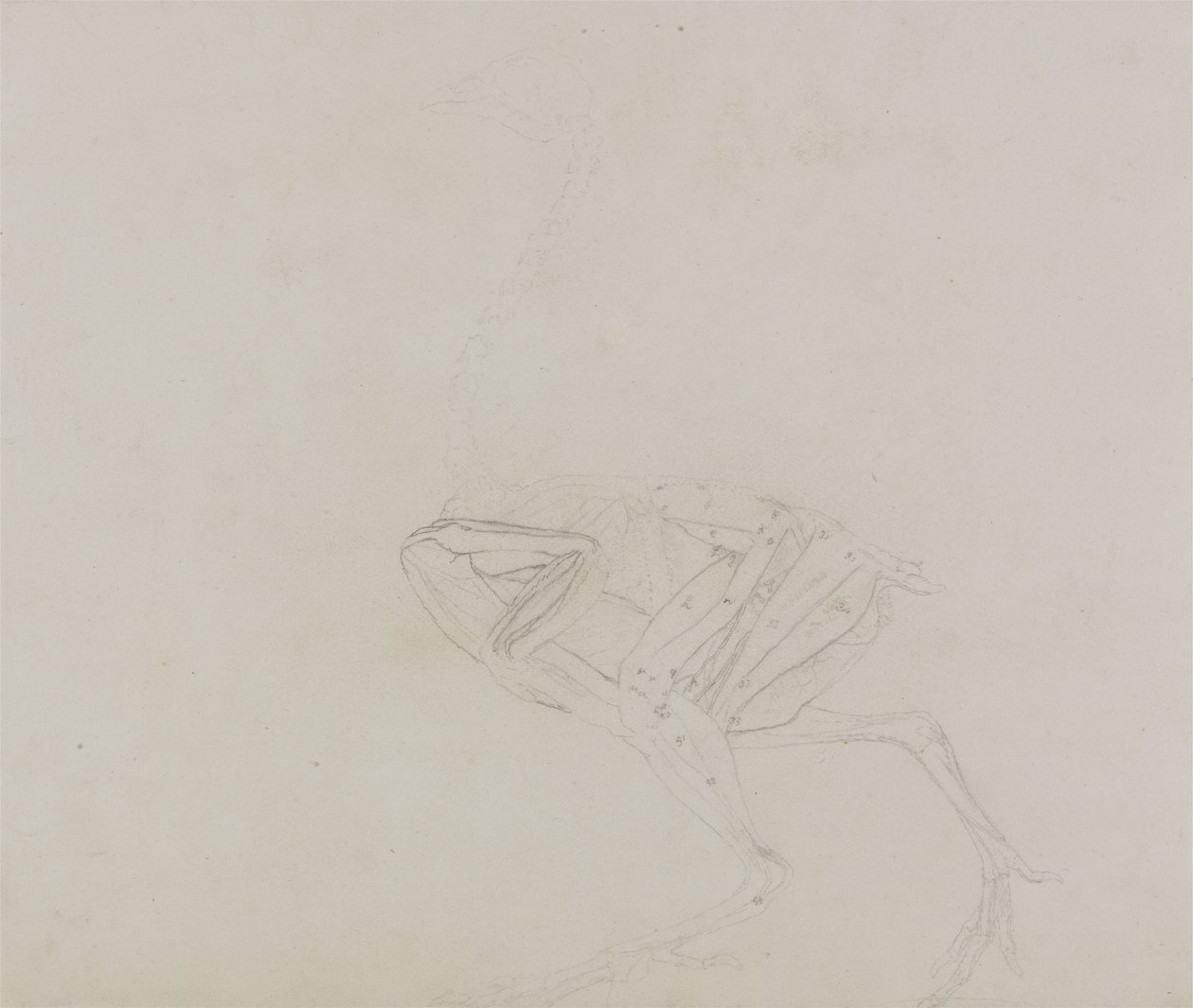 Corps de poule Dorking, vue latérale, de A Comparative Anatomical Exposition of the Structure of the Human Body with that of a Tiger and a Common Fowl - George Stubbs