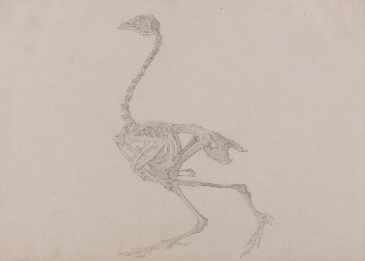 Squelette de poule de Dorking, vue latérale - George Stubbs