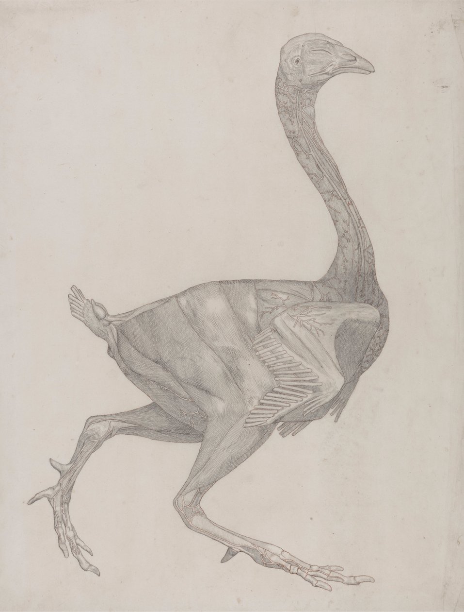 Corps de volaille, vue latérale (probablement préparé pour transfert sur la plaque pour gravure de la Table XV) - George Stubbs