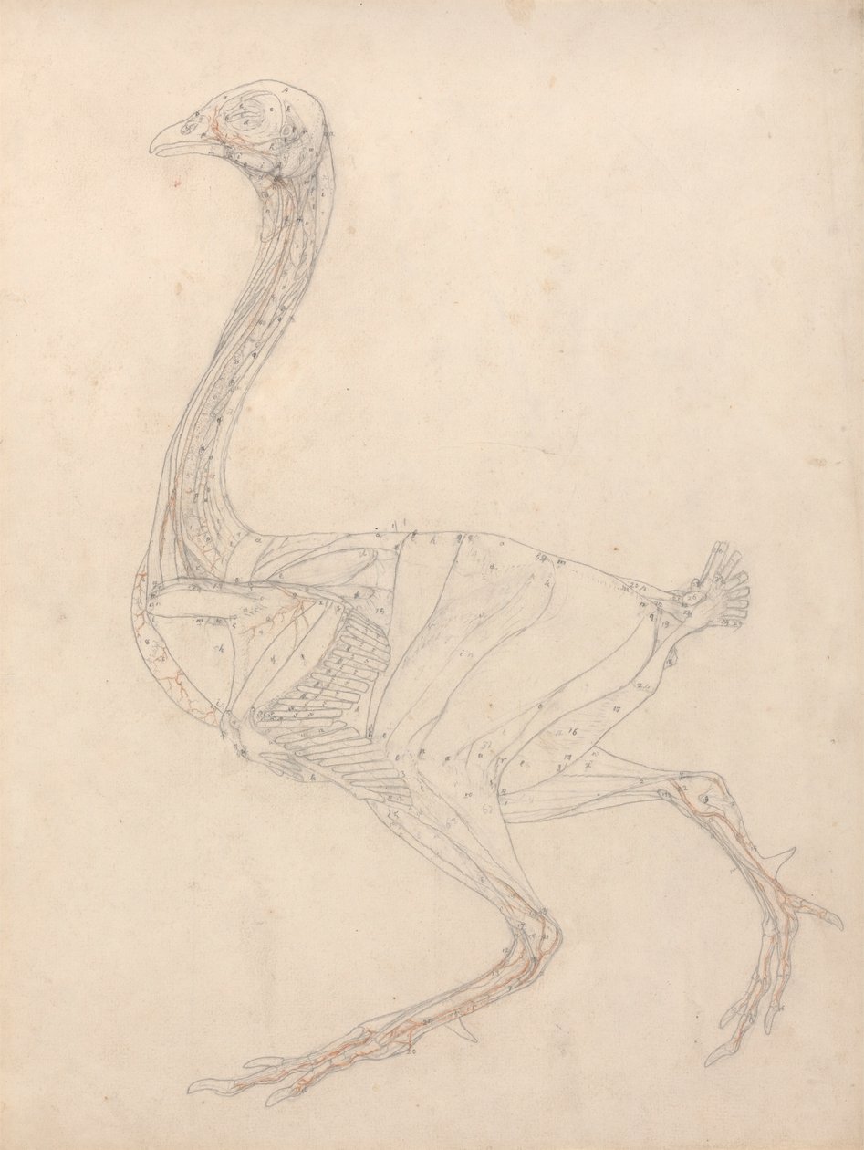 Corps de volaille, vue latérale (étude pour la figure clé du tableau XV) - George Stubbs