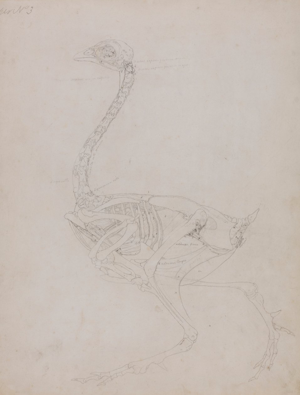 Corps de volaille, vue latérale - George Stubbs