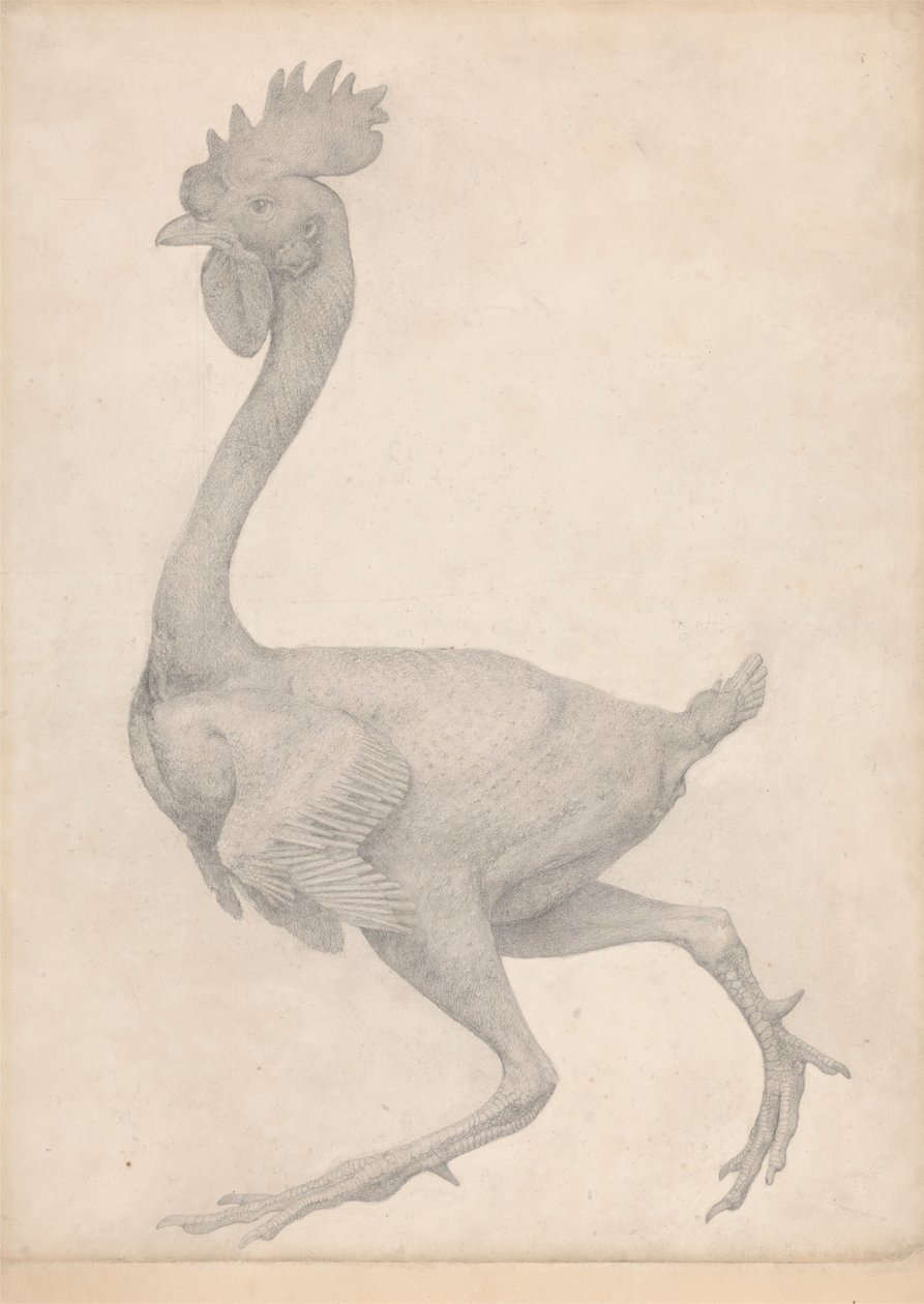 Volaille, vue latérale avec la plupart des plumes enlevées (Étude finie pour la Table X) - George Stubbs