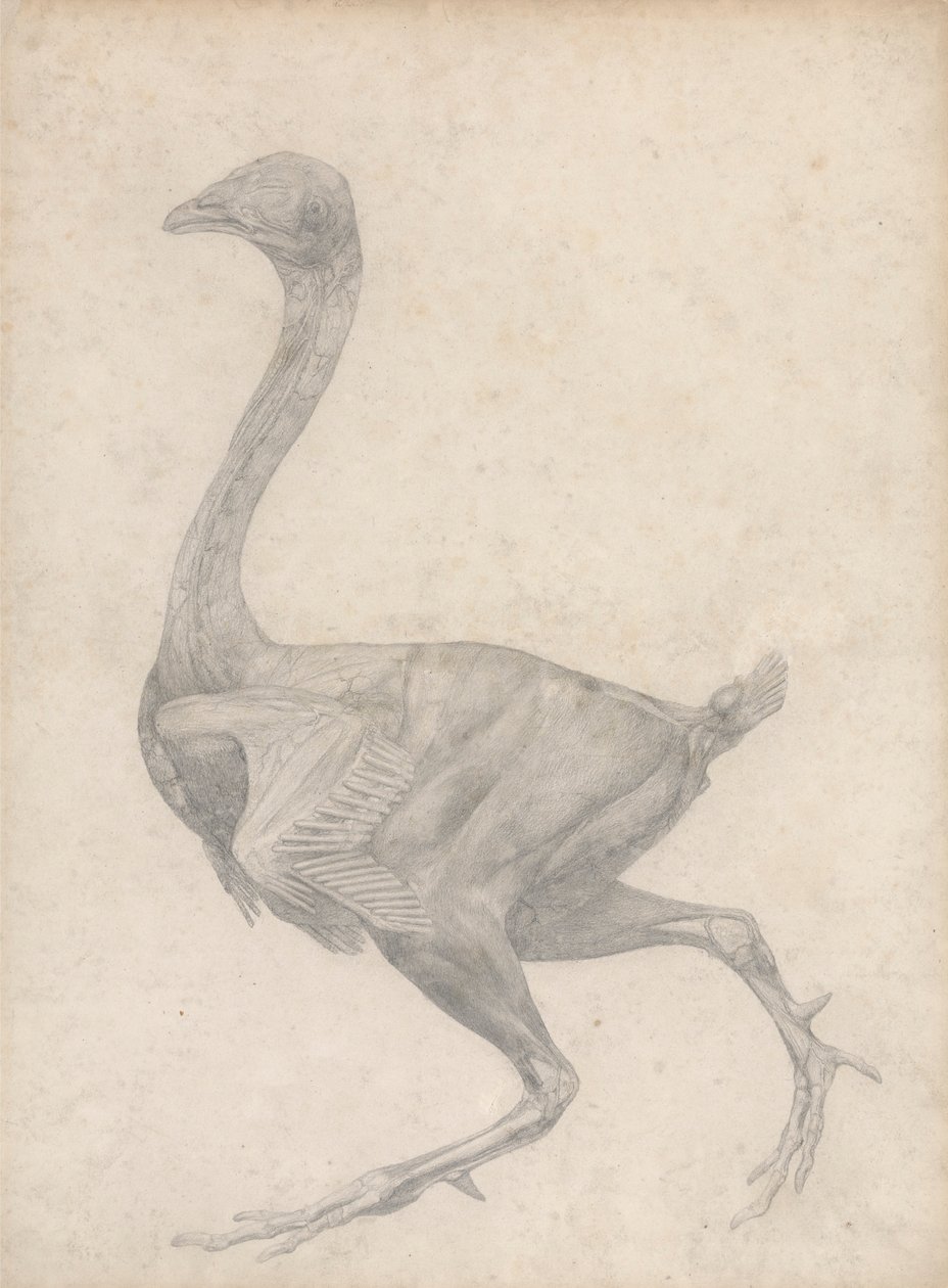 Oiseau, vue latérale, avec peau et couches fasciales sous-jacentes enlevées (étude finie pour la table XV) - George Stubbs