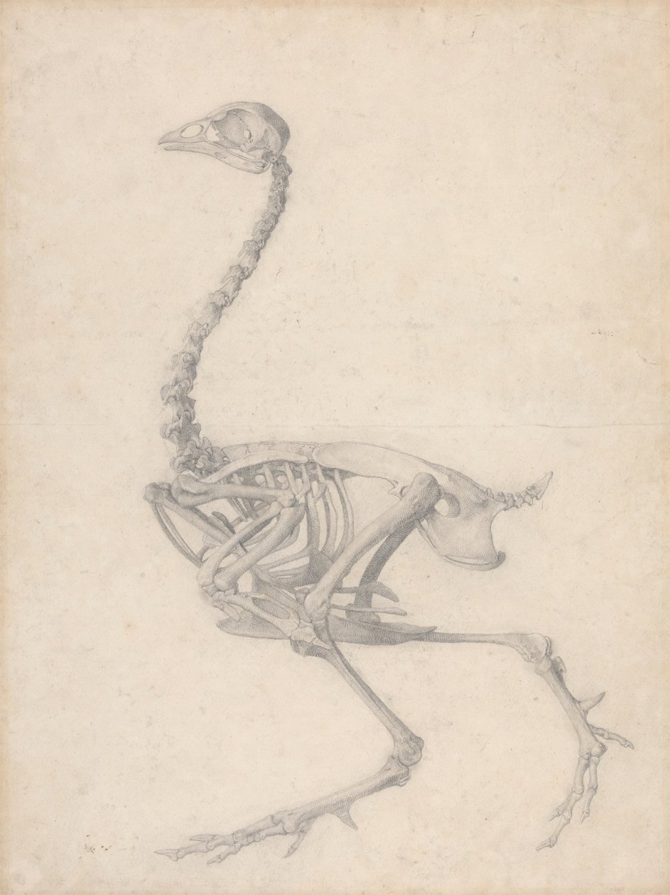 Squelette de Volaille, Vue Latérale - George Stubbs