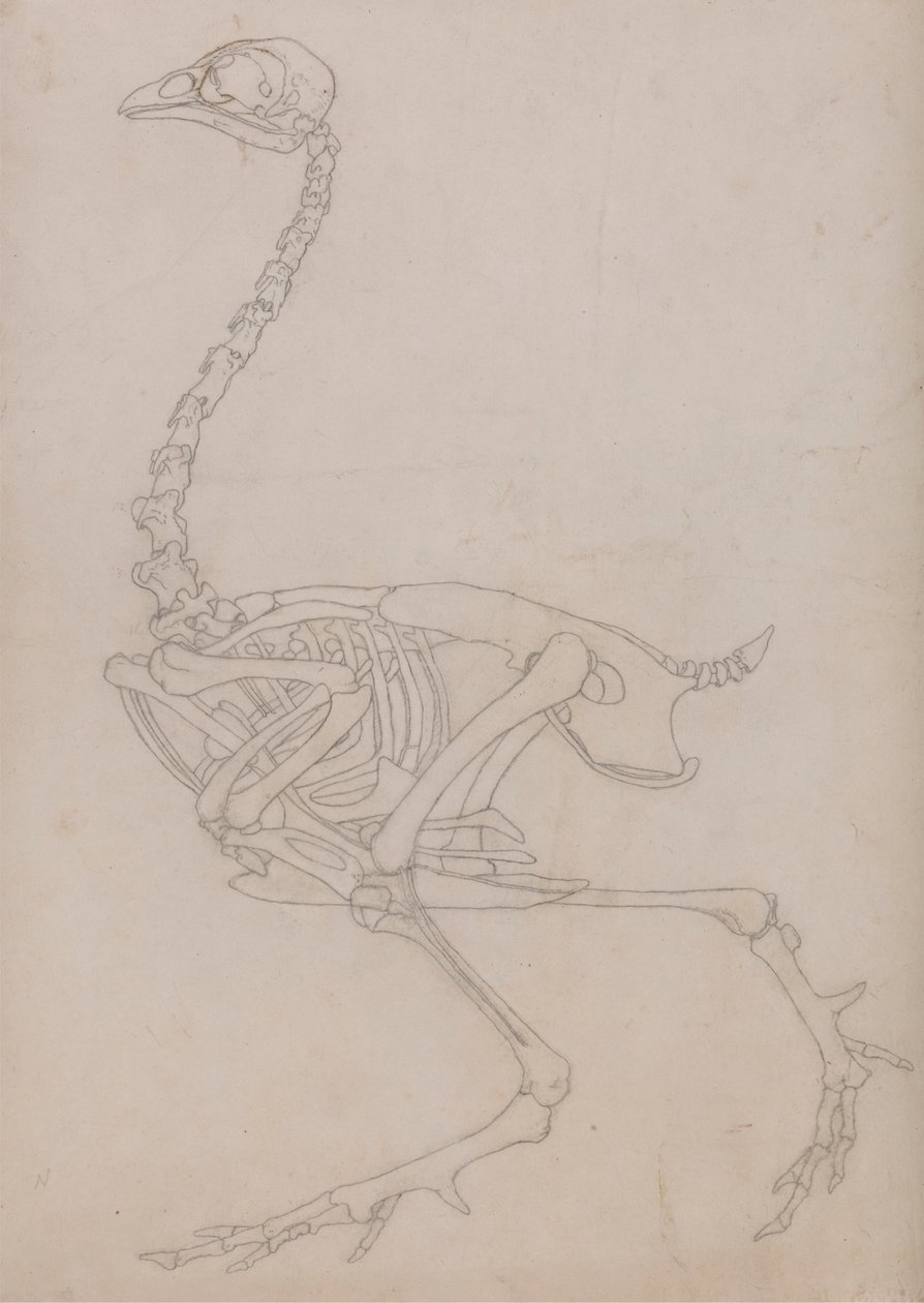Squelette de volaille, vue latérale - George Stubbs