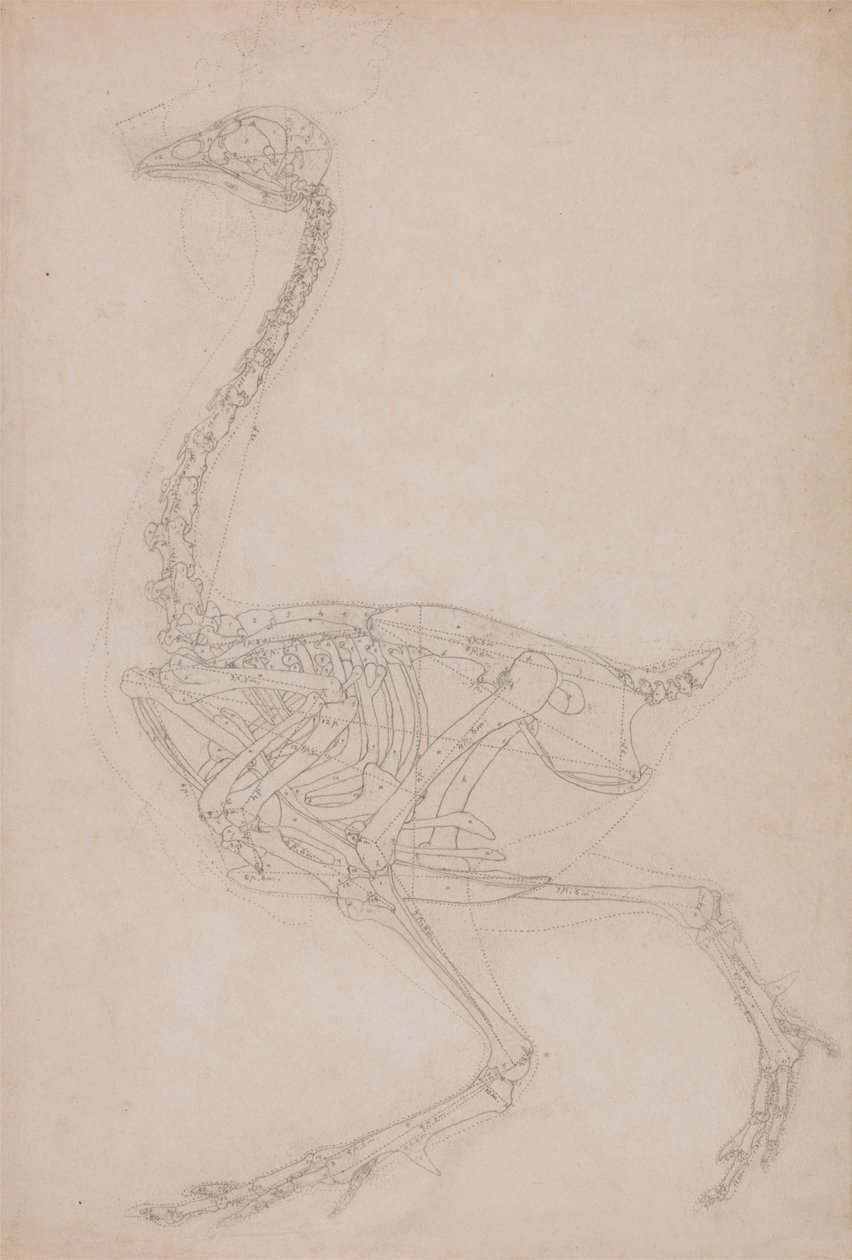 Squelette de Volaille, Vue Latérale - George Stubbs