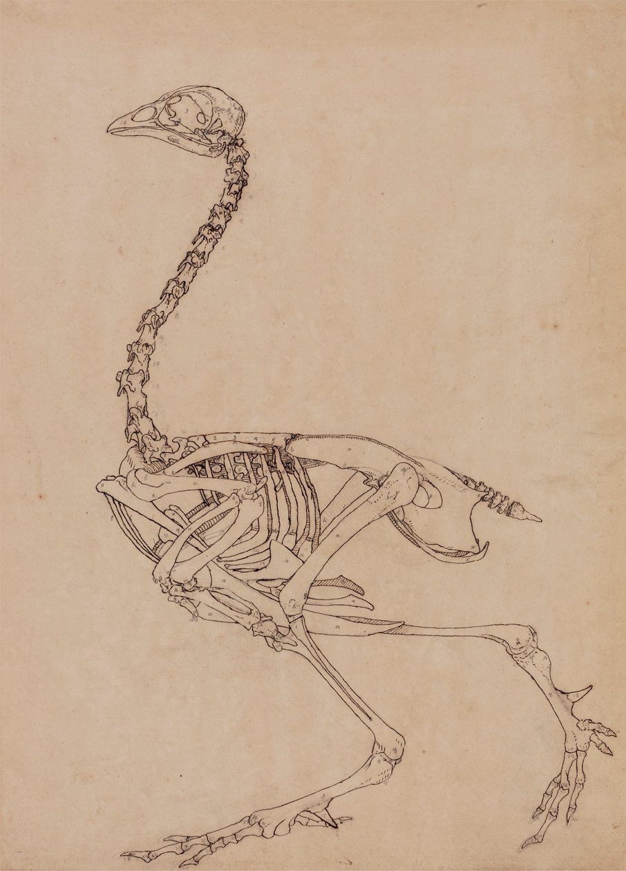Squelette de volaille, vue latérale (étude pour la figure clé de la table V) - George Stubbs