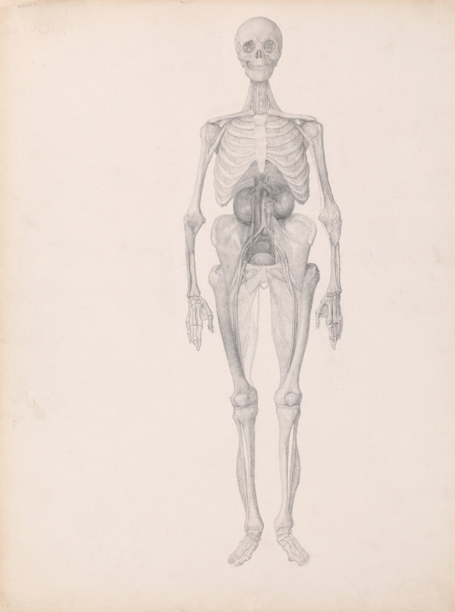 Figure humaine, vue antérieure - George Stubbs