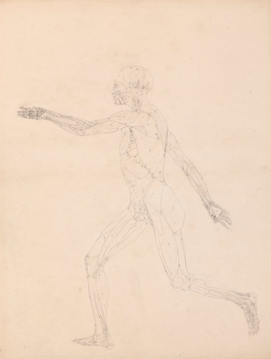 Figure humaine, vue latérale (Pour la figure clé de la Table XIII) - George Stubbs