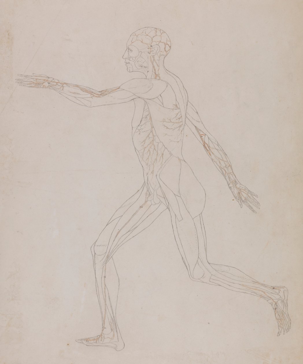 Figure humaine, vue latérale - George Stubbs