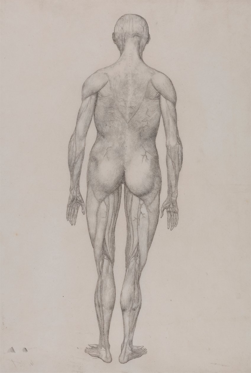 Figure humaine, vue postérieure (presque identique au dessin fini pour la table XII) - George Stubbs