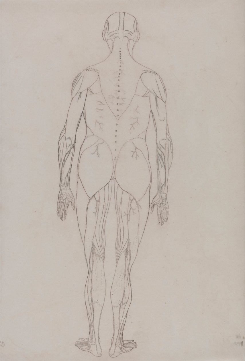 Figure humaine, vue postérieure (dessin au trait pour figure clé de la table XII) - George Stubbs