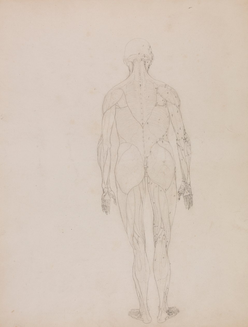 Figure humaine, vue postérieure - George Stubbs