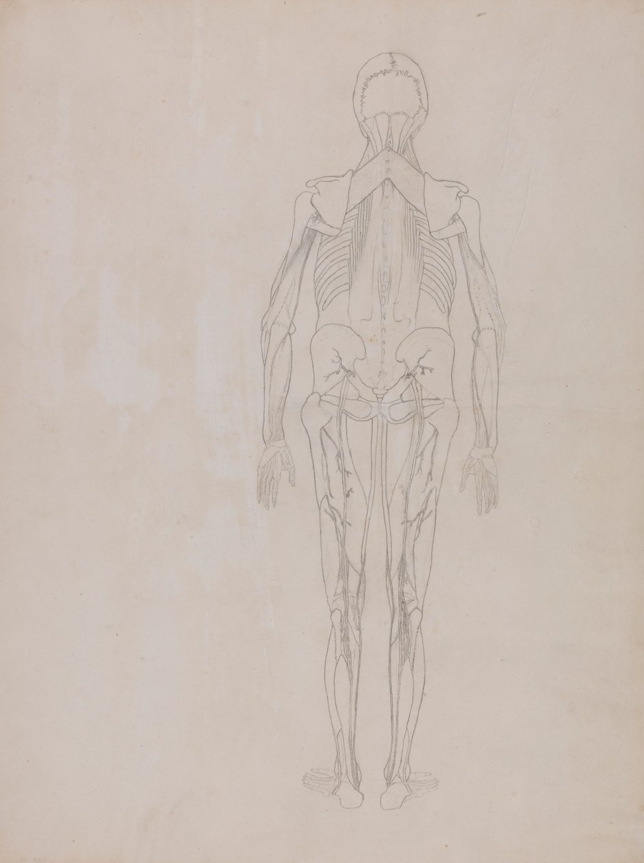 Figure humaine, vue postérieure (dessin au trait pour la figure clé d