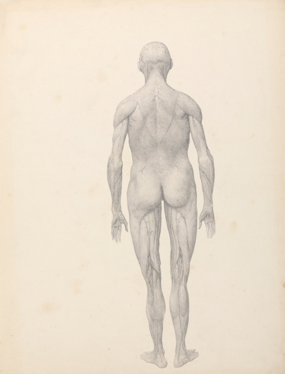 Figure humaine, vue postérieure, partiellement disséquée (étude finie pour la table XII) - George Stubbs