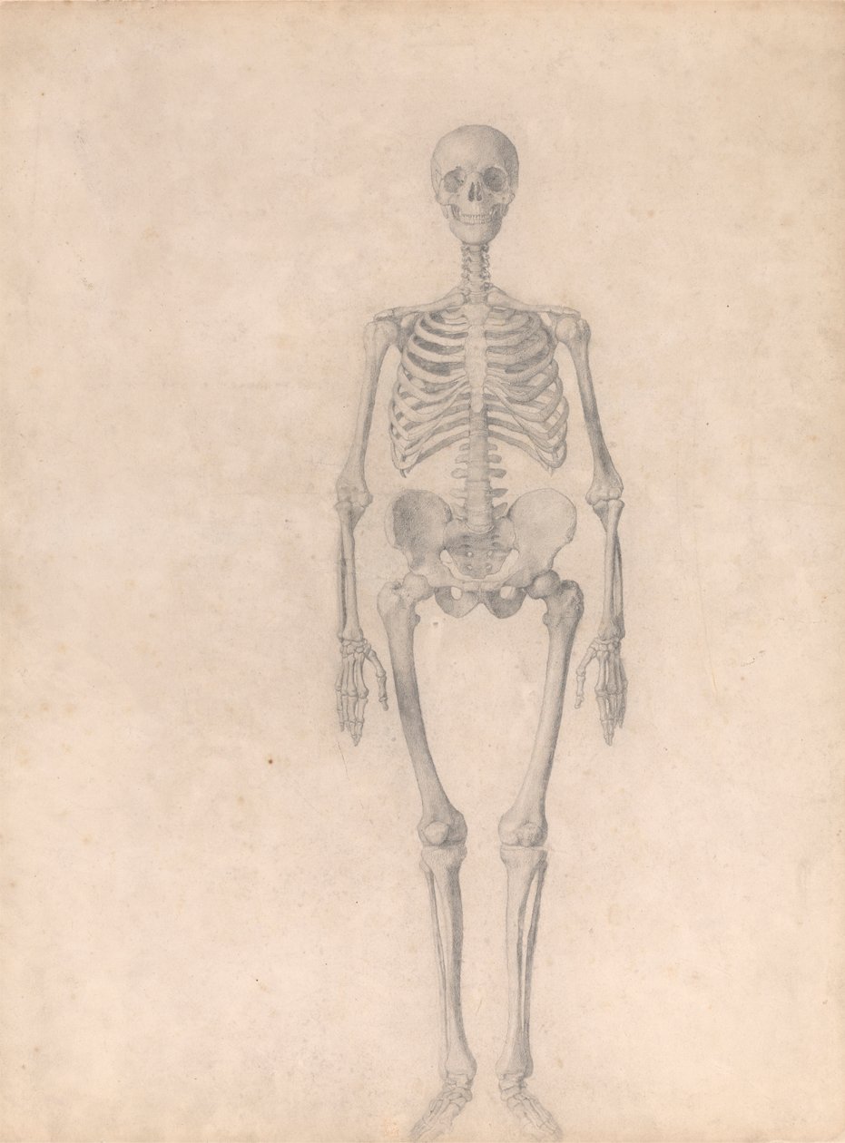 Squelette humain, vue antérieure (étude finie pour la table I) - George Stubbs