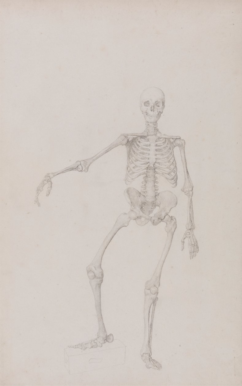 Squelette Humain, Vue Antérieure - George Stubbs