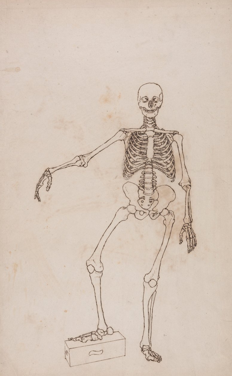 Squelette humain, vue antérieure - George Stubbs
