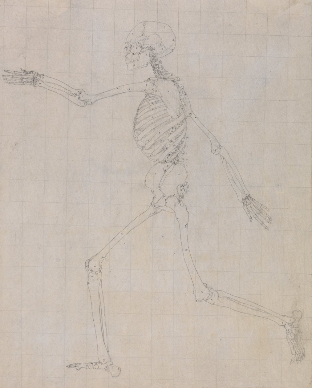 Squelette humain, vue latérale (Contour du squelette pour la figure clé de la table III) - George Stubbs