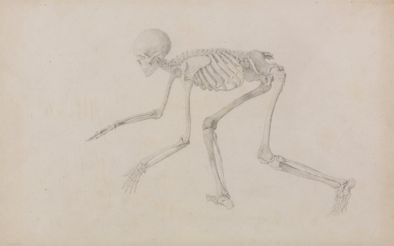Squelette humain, vue latérale (en posture de rampement ; étude finie pour une table non publiée) - George Stubbs