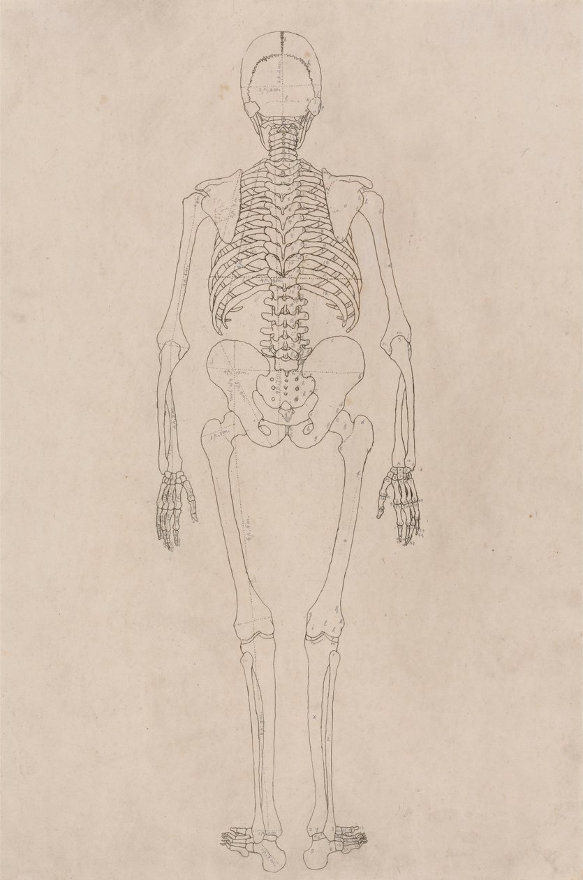 Squelette Humain, Vue Postérieure (Relatif à la Table II) - George Stubbs