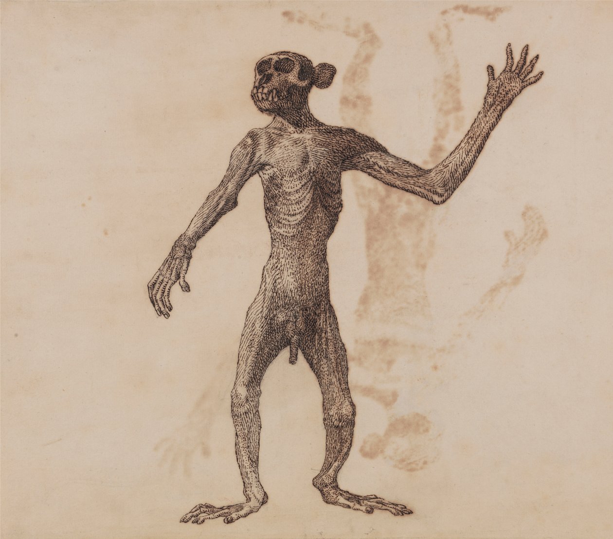 Singe debout, vue antérieure - George Stubbs