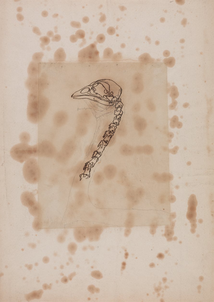 Étude de la tête et du cou d